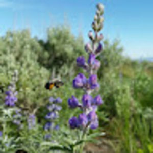 Meet your Posher, Anderson